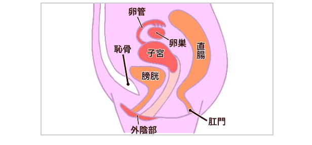 不妊でお困りの方へ 墨田区整体なら 別人のように元気になると評判の たちばな整体院 へ